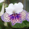 Streptocarpus Plant - Harlequin Damsel