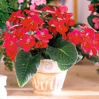 Streptocarpus Plant - Hope