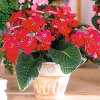 Streptocarpus Plant - Hope