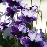 Streptocarpus Plant - Katie