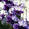 Streptocarpus Plant - Katie