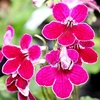 Streptocarpus Plant - Leah