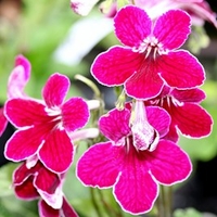 Streptocarpus Plant - Leah