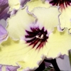 Streptocarpus Plant - Lemon Sorbet