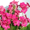 Streptocarpus Plant - Lucy