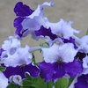 Streptocarpus Plant - Manon