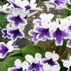 Streptocarpus Plant - Marion
