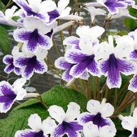 Streptocarpus Plant - Marion