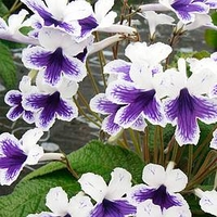 Streptocarpus Plant - Marion