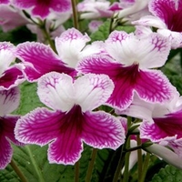 Streptocarpus Plant - Matilda