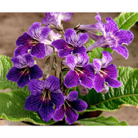 Streptocarpus Plant - Minie