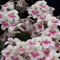 Streptocarpus Plant - Myfanwy