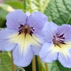 Streptocarpus Plant - Natalie