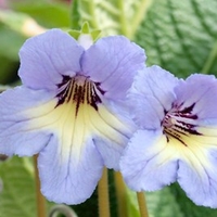 Streptocarpus Plant - Natalie