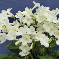 Streptocarpus Plant - Pearl