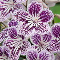 Streptocarpus Plant - Polka Dot Purple