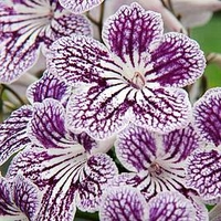 Streptocarpus Plant - Polka Dot Purple