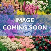 Streptocarpus Plant - Polka-Dot Red