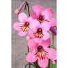 Streptocarpus Plant - Sadie