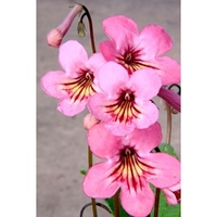 Streptocarpus Plant - Sadie