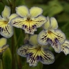 Streptocarpus Plant - Seren