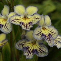 Streptocarpus Plant - Seren