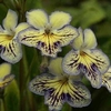 Streptocarpus Plant - Seren