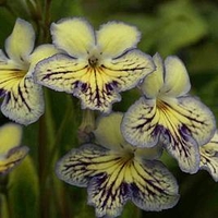 Streptocarpus Plant - Seren