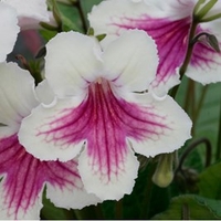 Streptocarpus Plant - Sioned