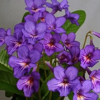 Streptocarpus Plant - Tanya