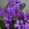 Streptocarpus Plant - Tanya