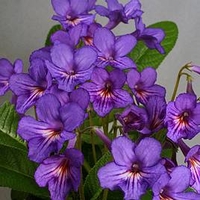 Streptocarpus Plant - Tanya