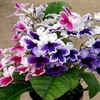 Streptocarpus Plant - Three Sisters