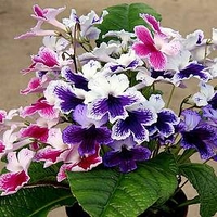 Streptocarpus Plant - Three Sisters