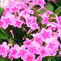 Streptocarpus Plant - Tina