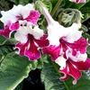 Streptocarpus Plant - Titania