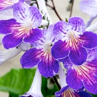 Streptocarpus Plant - Zoe