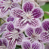 Streptocarpus Plants - Polka Dot Purple