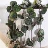 String of Hearts Ceropegia Woodii