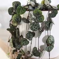 String of Hearts Ceropegia Woodii