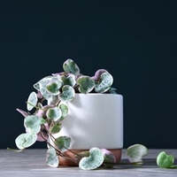 String of Hearts Variegated