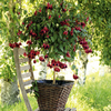 Stunning Fuchsia Plants - Set of 2