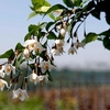 Styrax japonica Plant