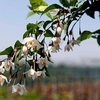 Styrax japonica Plant