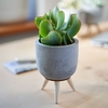 Succulents in Ceramic