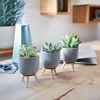 Succulents in Ceramic
