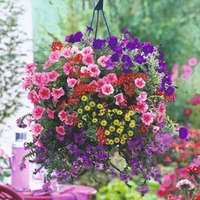 Summer Bedding Lucky Dip (36 Plants)