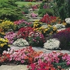 Summer Bedding Value Plug Plants - Lucky Dip