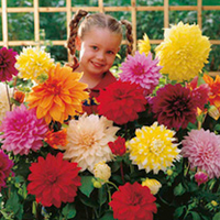 Summer Bulb Collection - Dahlia and Gladiolus