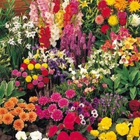Summer Bulb Collection
